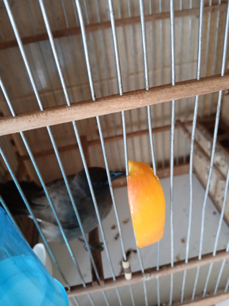 Mâle Bouboule ( WatWat ), Dieren en Toebehoren, Vogels | Overige Vogels, Mannelijk, Wildzangvogel, Tam