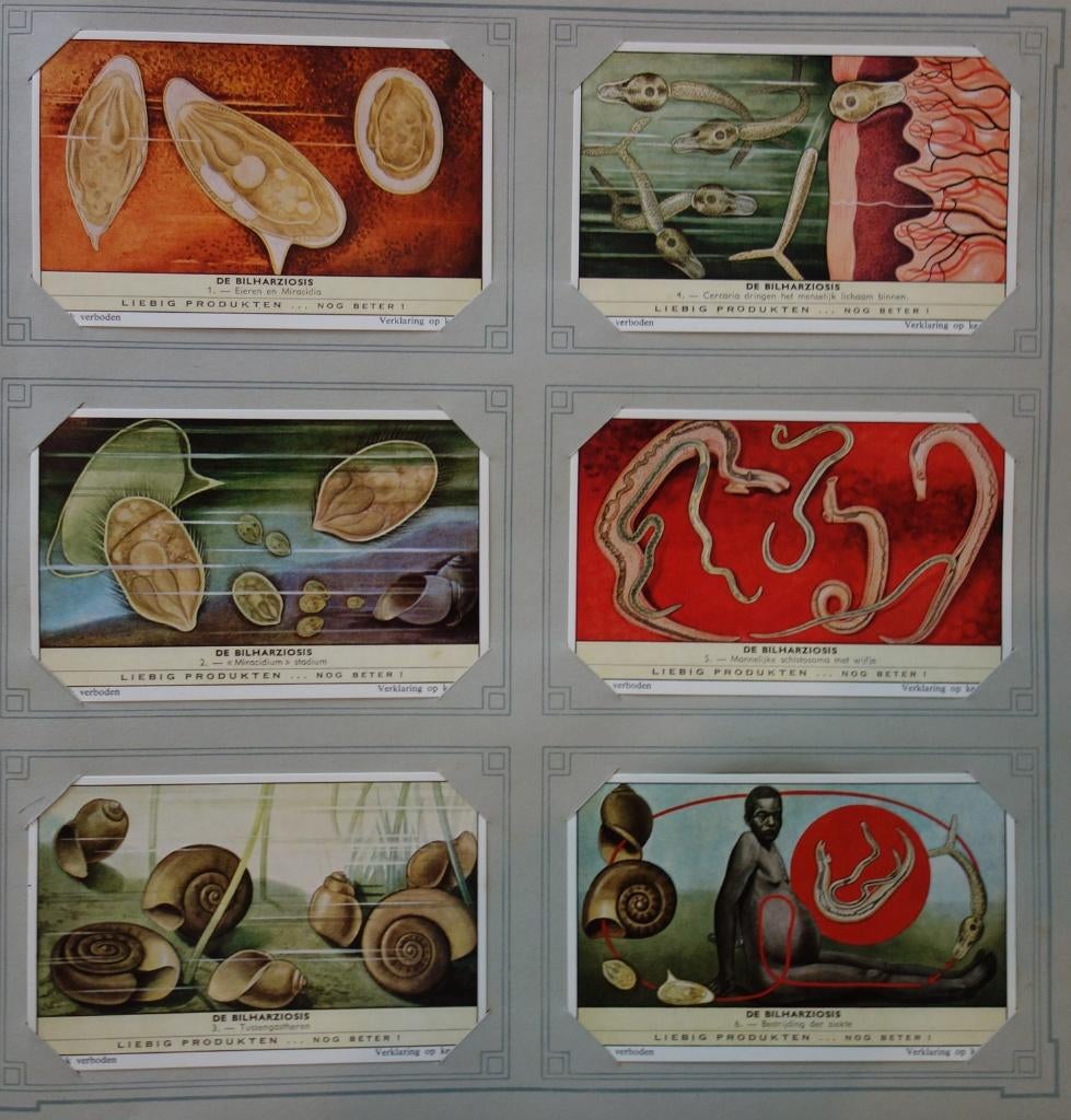 Set Liebig Prenten De Bilharziosis (1961)., Verzamelen, 1960 tot 1980, Ophalen of Verzenden, Zo goed als nieuw, Prent