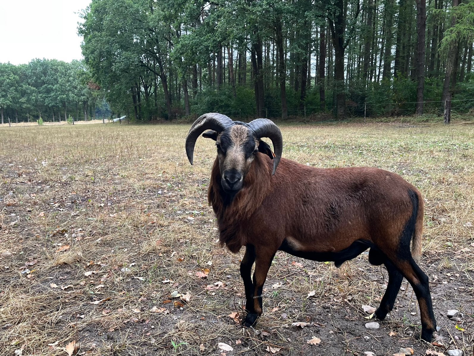 Prachtige kameroen dekram, Dieren en Toebehoren, Schapen, Geiten en Varkens, Mannelijk, Schaap, 0 tot 2 jaar