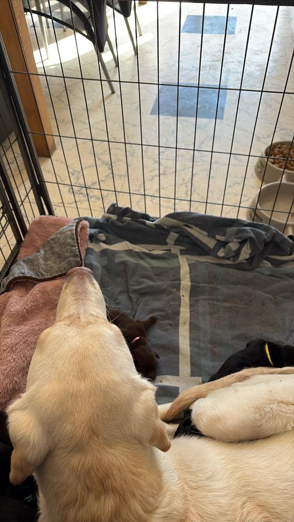 Labrador puppy’s  - worden met kinderen opgevoed, Plusieurs animaux