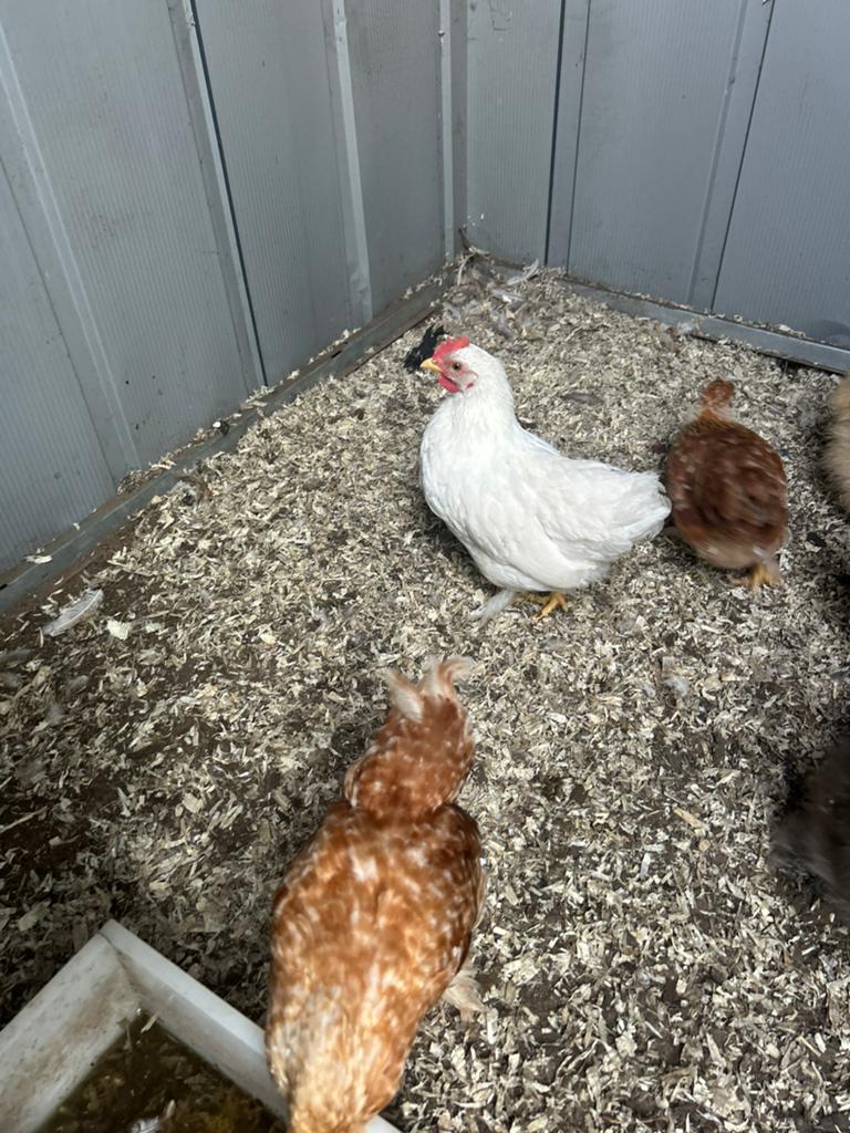 2 haantjes, Dieren en Toebehoren, Pluimvee