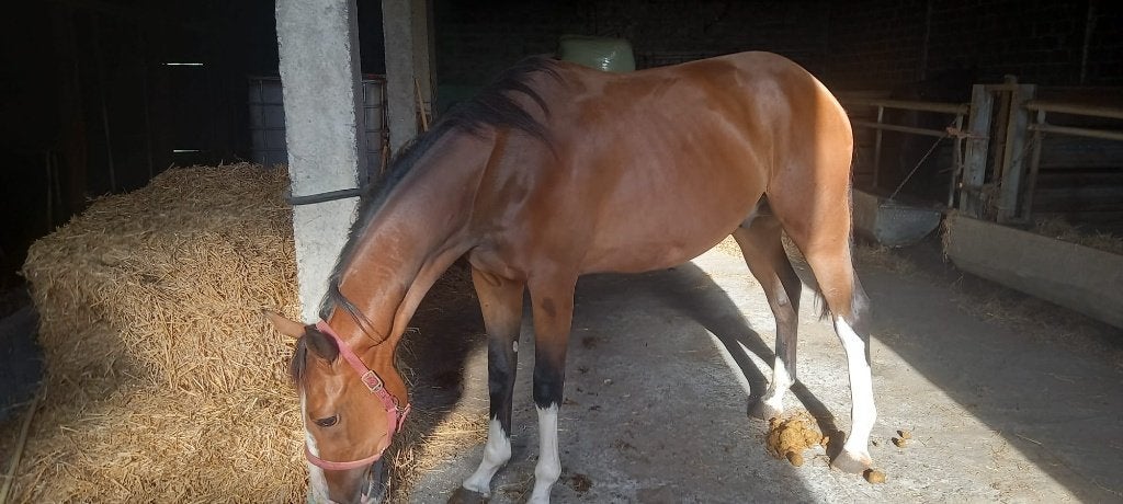 2J  DUC D ROUET ZANGERSHEIDE, Dieren en Toebehoren, Springpaard, Met stamboom, Ruin, 0 tot 2 jaar