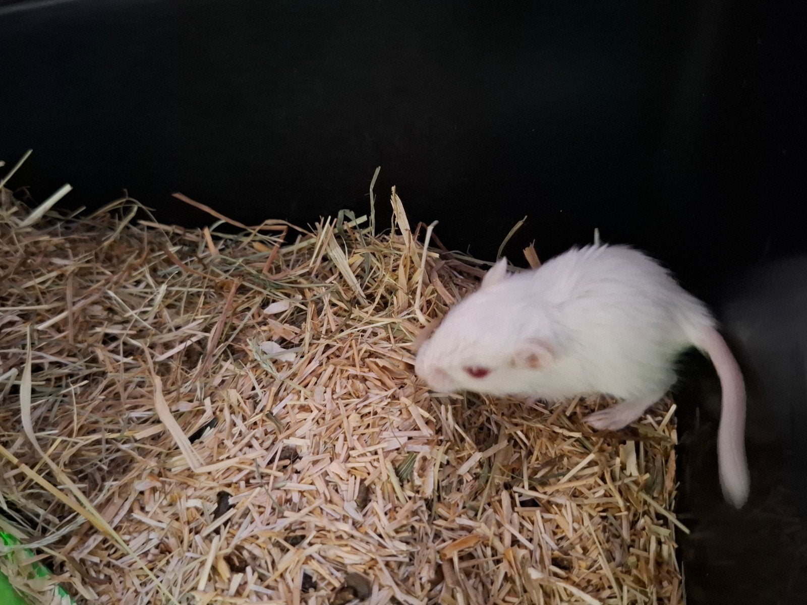 Gerbil, Dieren en Toebehoren, Mei, Geslacht onbekend, Overige typen