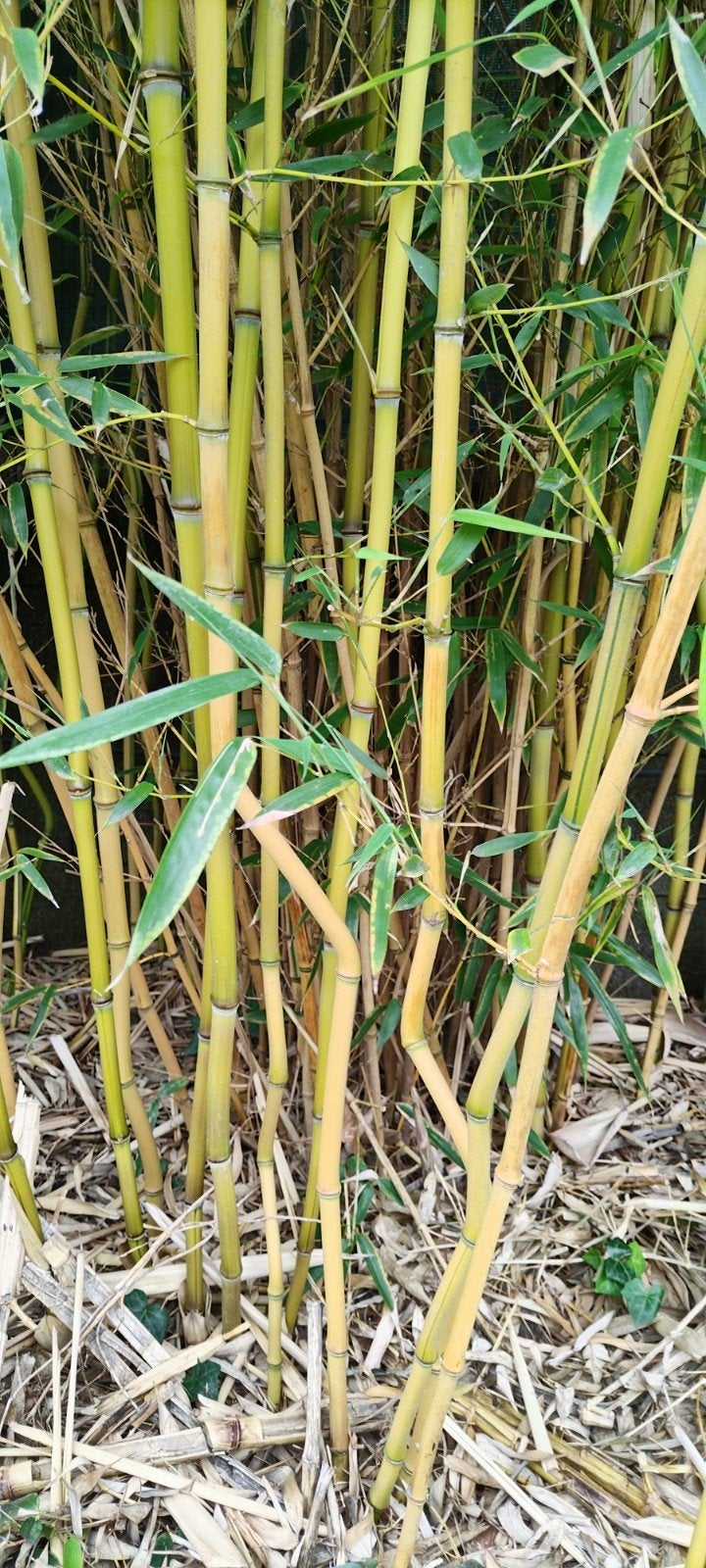 Bamboo aureacaulis, Ophalen