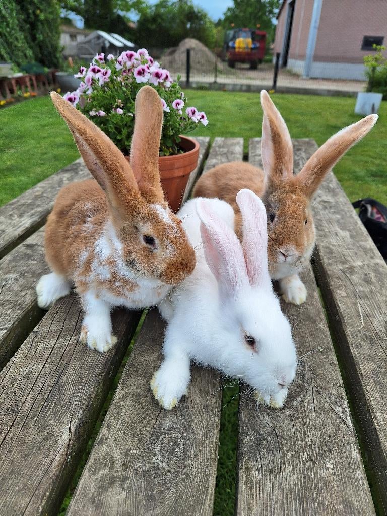 vlaamse reus, Dieren en Toebehoren, Konijnen, Meerdere dieren, Groot
