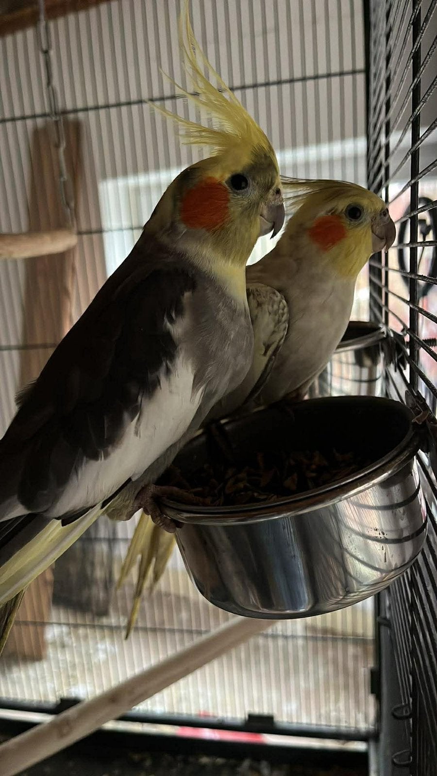 Couple de calopsittes EPP