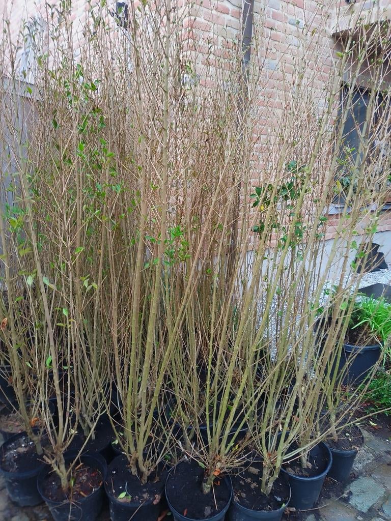 Plante de haie en pot ! 180/200, Enlèvement ou Envoi