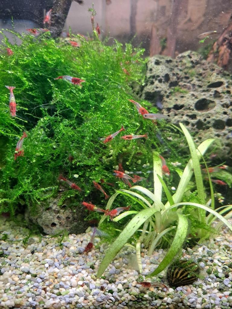 Neocaridina rili red - crevettes aquarium., Enlèvement