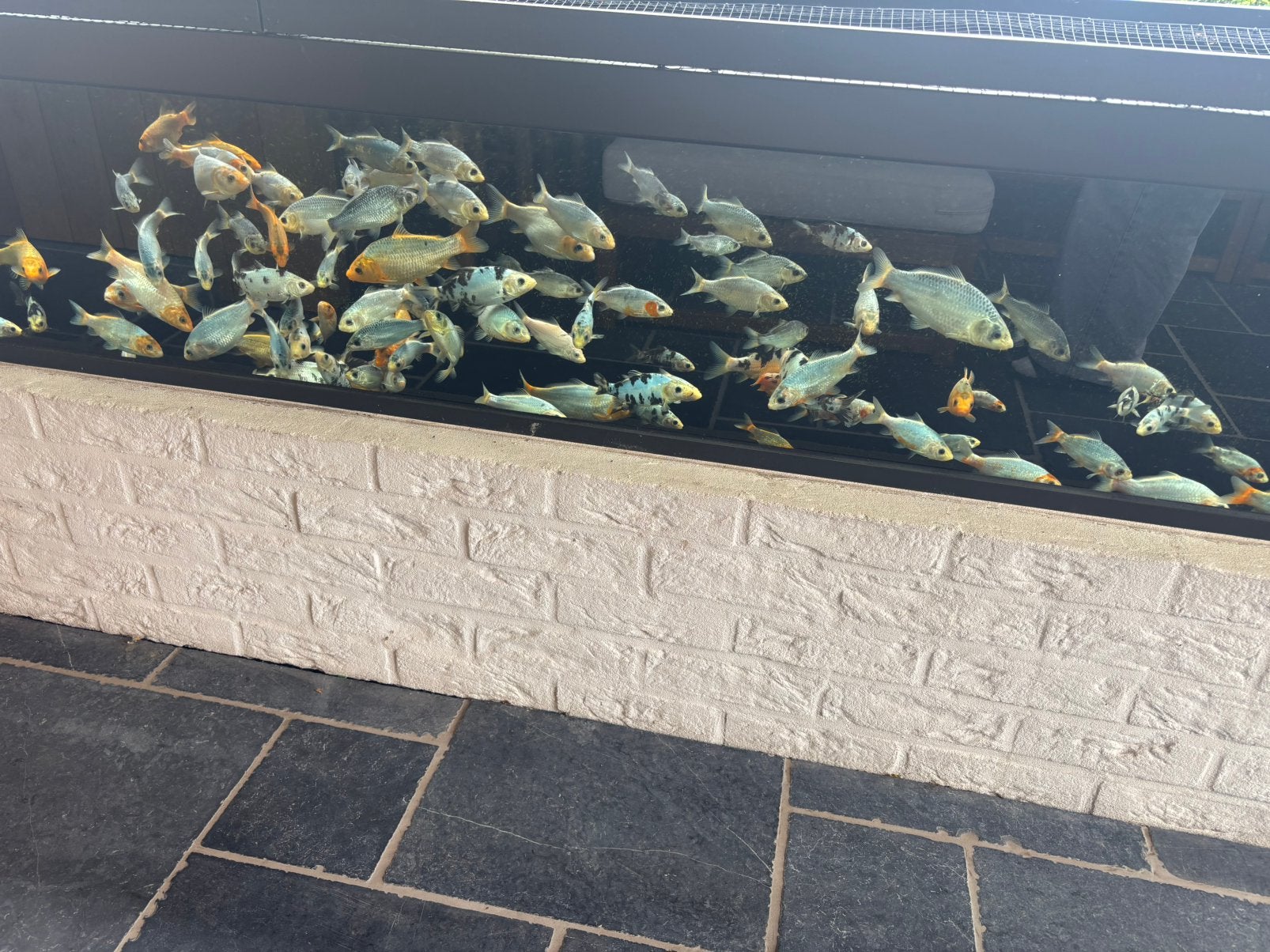 Koi’s, Dieren en Toebehoren, Vissen | Vijvervissen, Karper of Koi