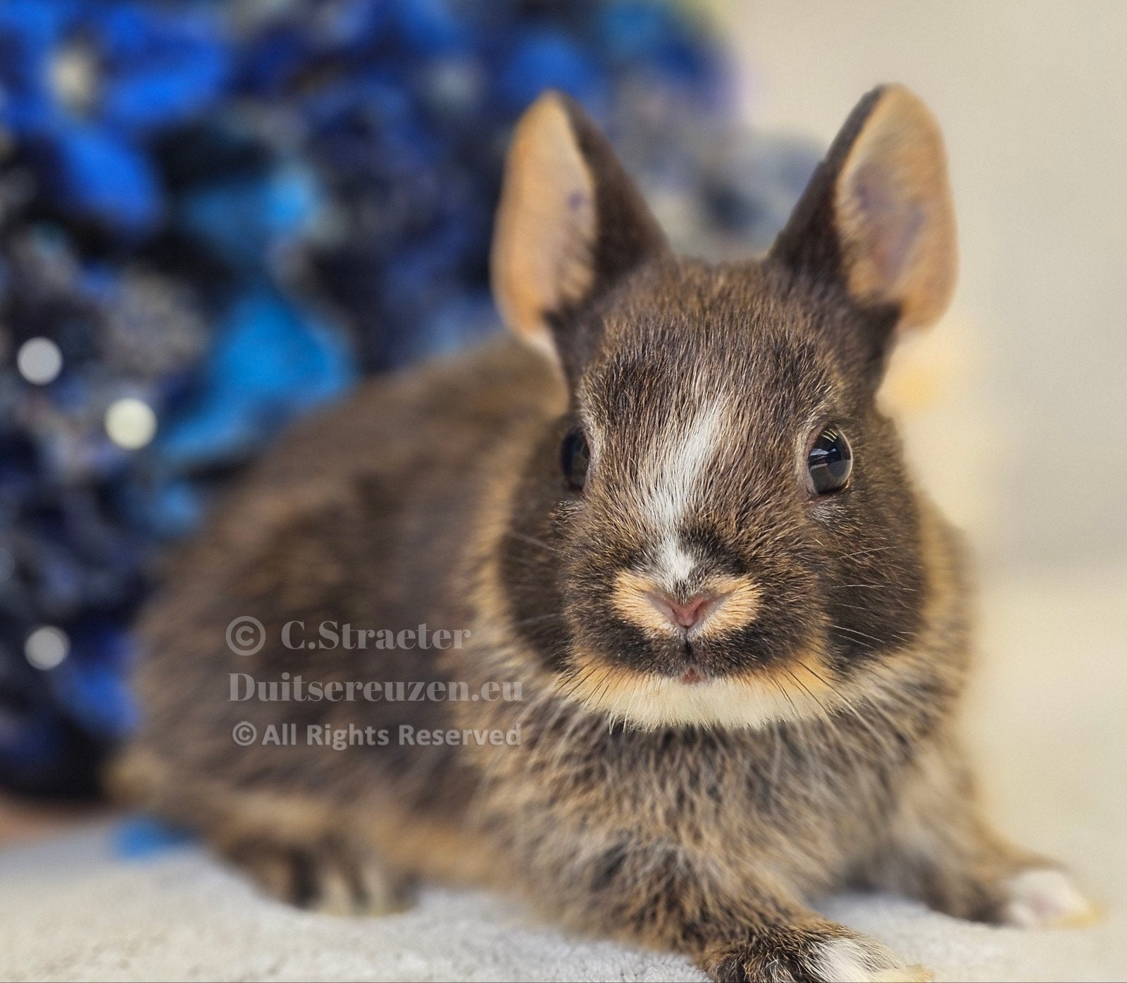 De enige echte mini loffelohr konijntjes, April, Meerdere dieren, Tam