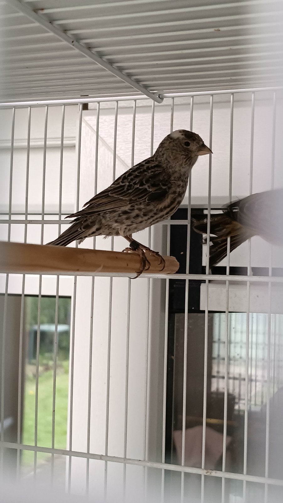 Koppel kanaries, Dieren en Toebehoren, Vogels | Kanaries