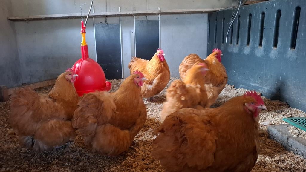 Broedeieren Orpington groothoenders kleur Buff, Kip