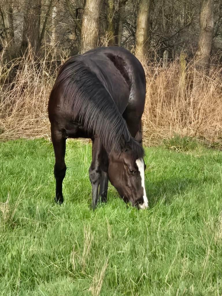 Blue roan merrie, Dieren en Toebehoren, Paarden, Merrie