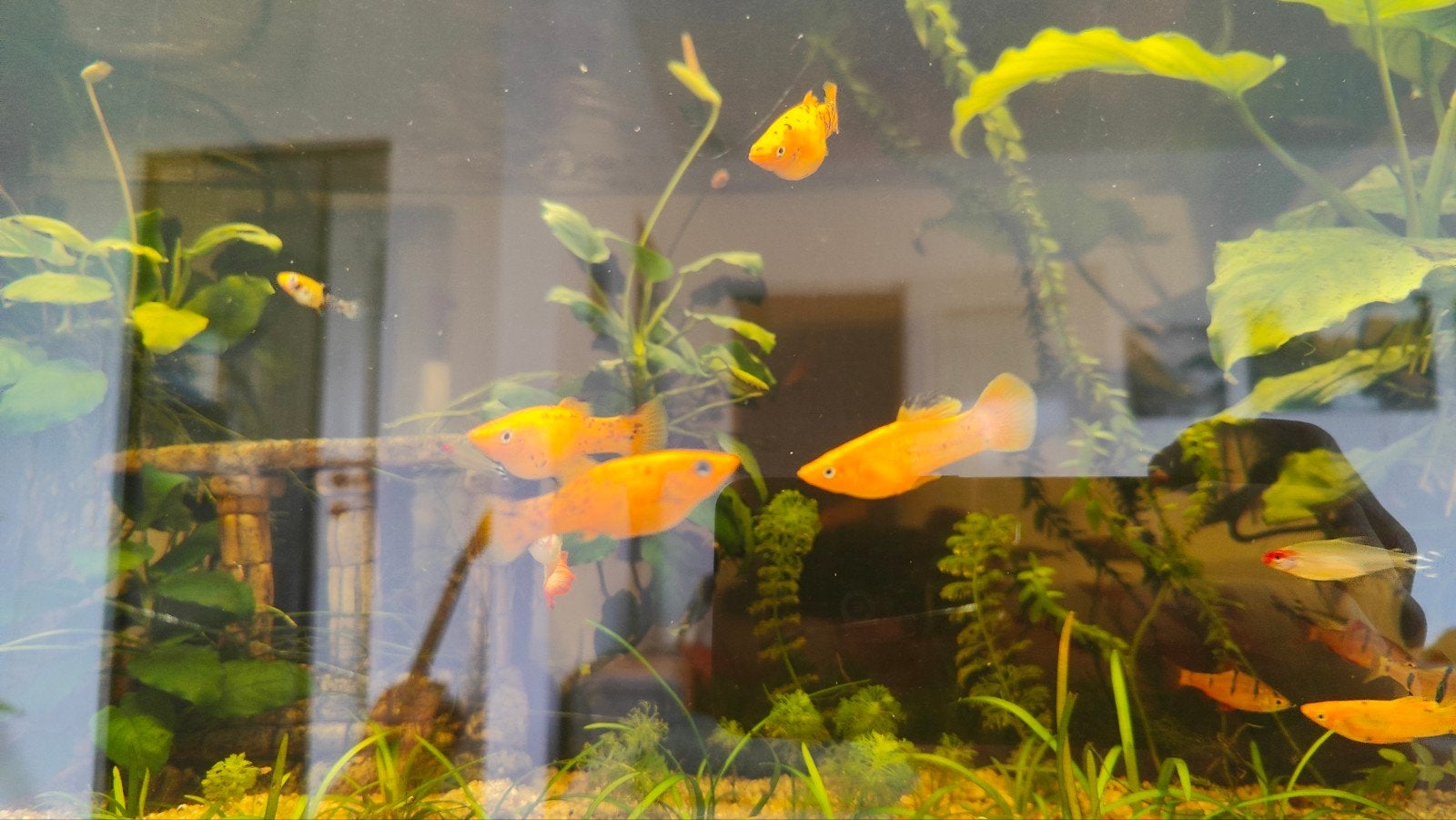 Gele/oranje Platy's te geef