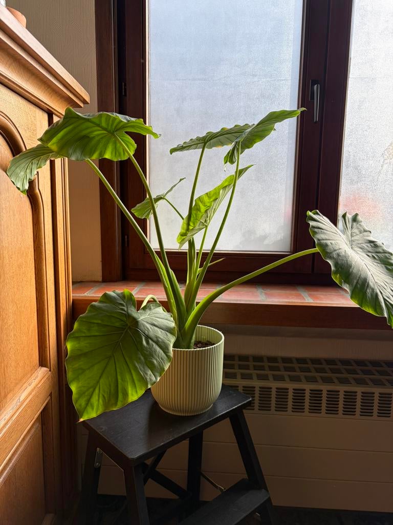 Alocasia macrorrhiza / reuze-olifantsoor, Enlèvement