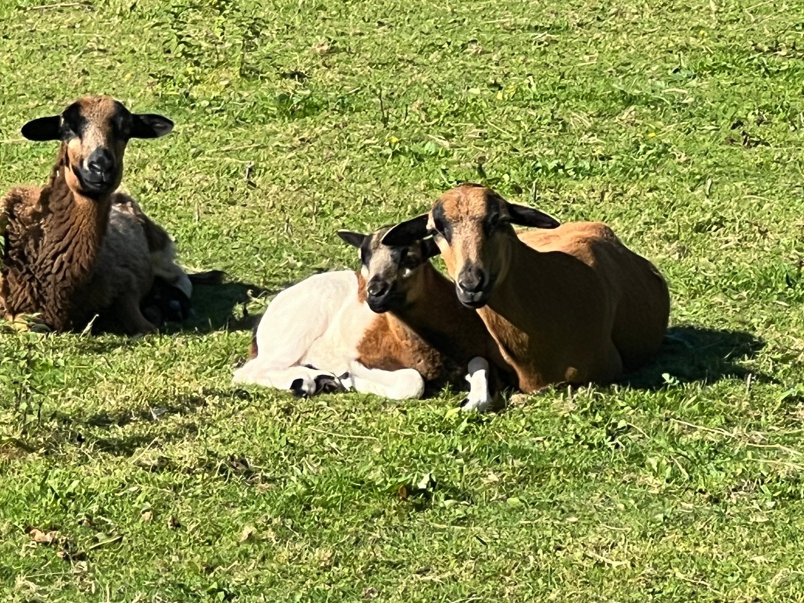Laatste 2 kameroen schapen te koop