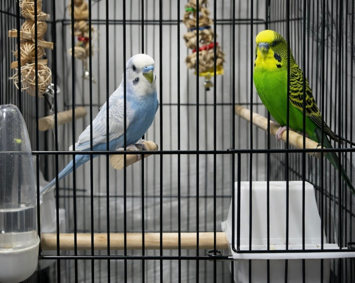 Perruche et perruche de Baliwe à vendre, Animaux & Accessoires, Oiseaux | Perruches & Perroquets, Perruche, Plusieurs animaux