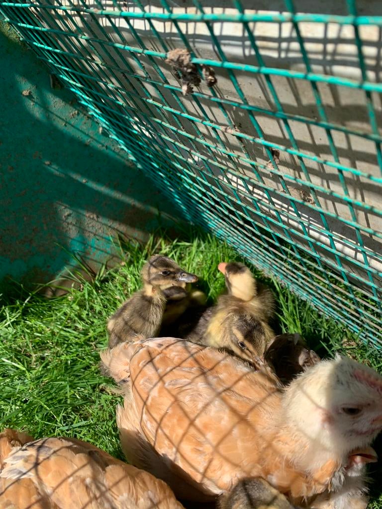 2 canetons coureur indien pie et colvert à vendre, Animaux & Accessoires, Volatiles, Plusieurs animaux, Canard