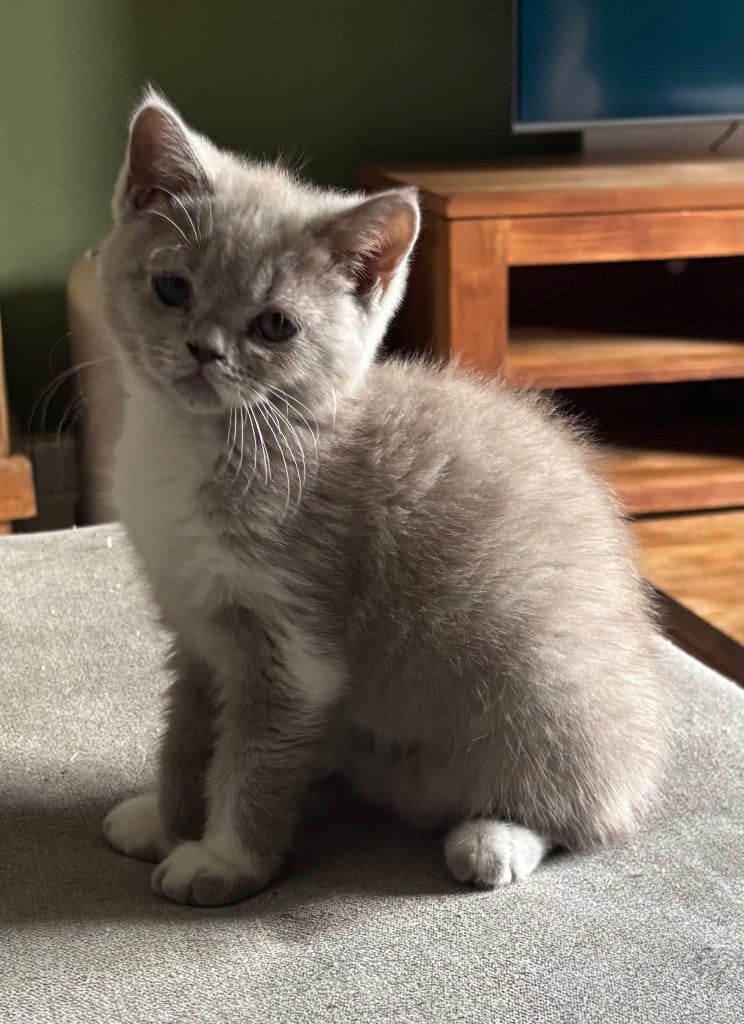 Brits korthaar kittens, Dieren en Toebehoren, Meerdere dieren, Gechipt, 0 tot 2 jaar