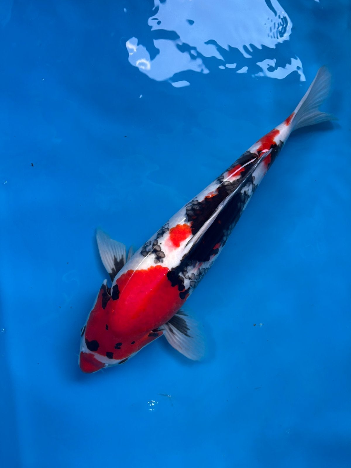 Japnse koi - Kansuke showa - +_ 50 cm, 2,5 yr, Animaux & Accessoires
