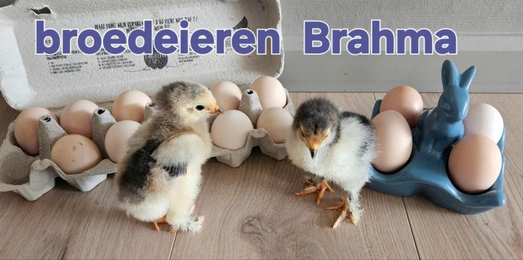 Poulets Brahma couchant des œufs, Mars