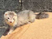 Fureton femelle ANGORA, Animaux & Accessoires, Furet, Domestique, Mai, Femelle