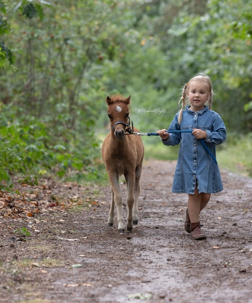 Amerikaans miniatuur paardje, Animaux & Accessoires, Poneys, Poney de récréation, Avec pedigree, Étalon, 0 à 2 ans