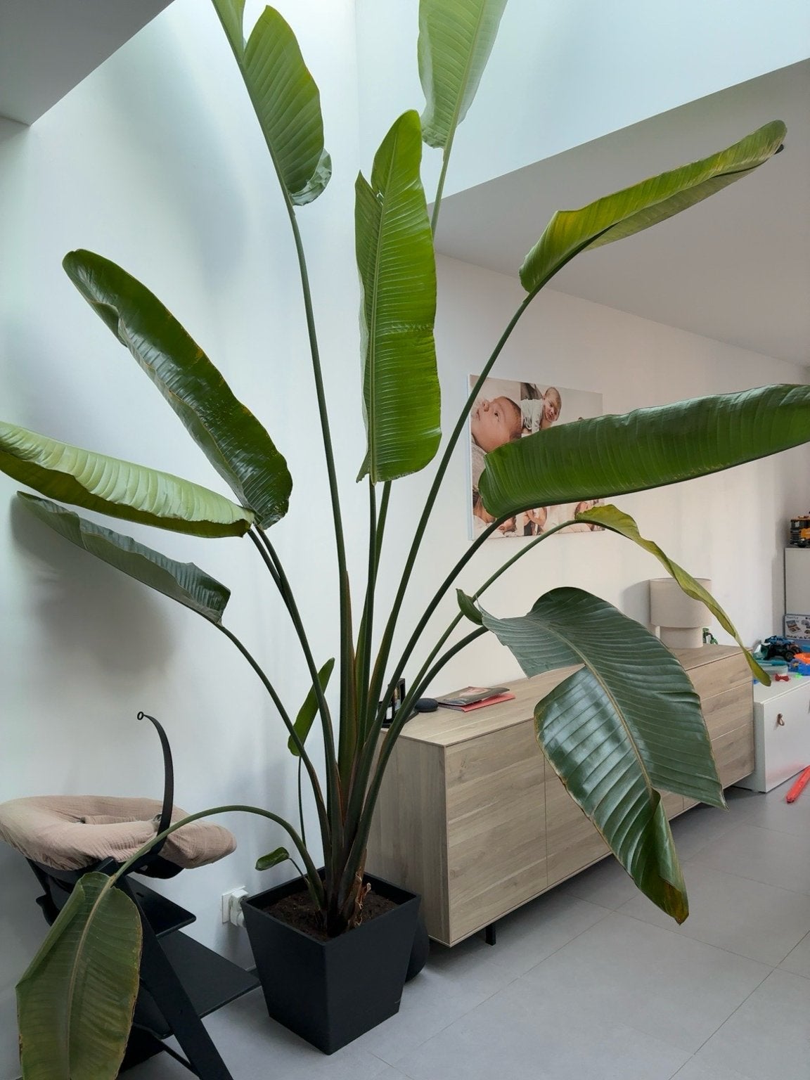 Sterlizia nicolai, Huis en Inrichting, Kamerplanten, Ophalen, 200 cm of meer, Overige soorten, Halfschaduw