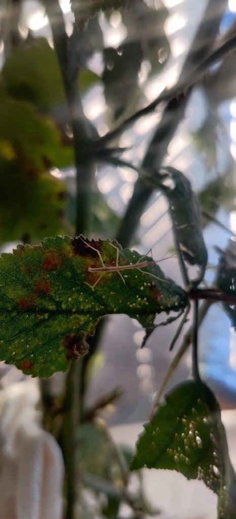 Wandelende takken - Pseudosermyle phalangiphora, Dieren en Toebehoren, Insecten en Spinnen, Wandelende tak