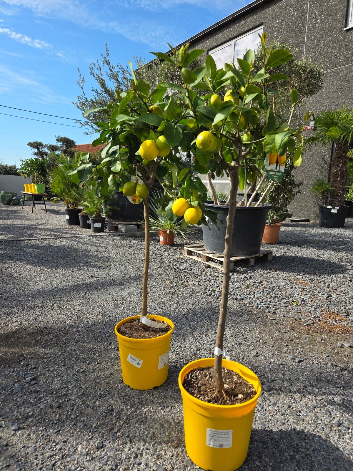 Citrus citroen, Tuin en Terras, Ophalen