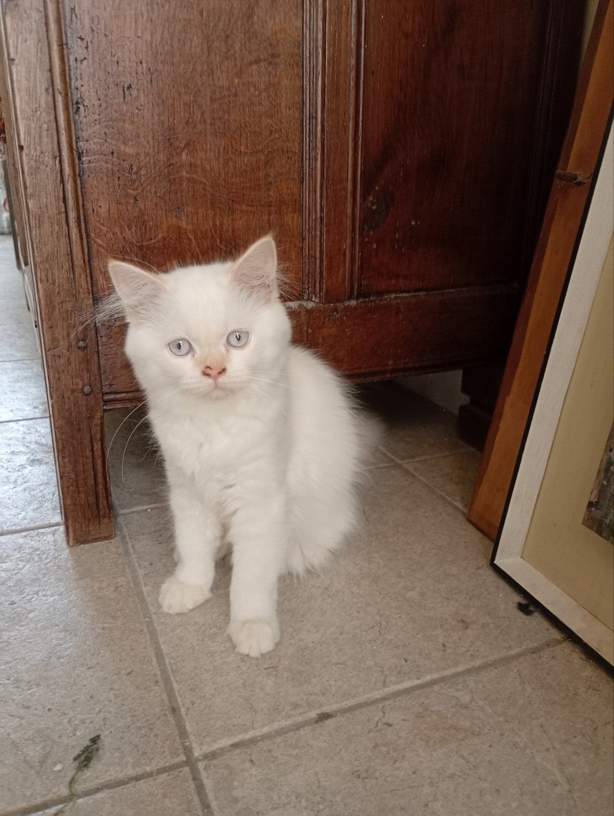 Kitten Brits langhaar te koop (Oudenaarde), Meerdere dieren, Ontwormd, 0 tot 2 jaar