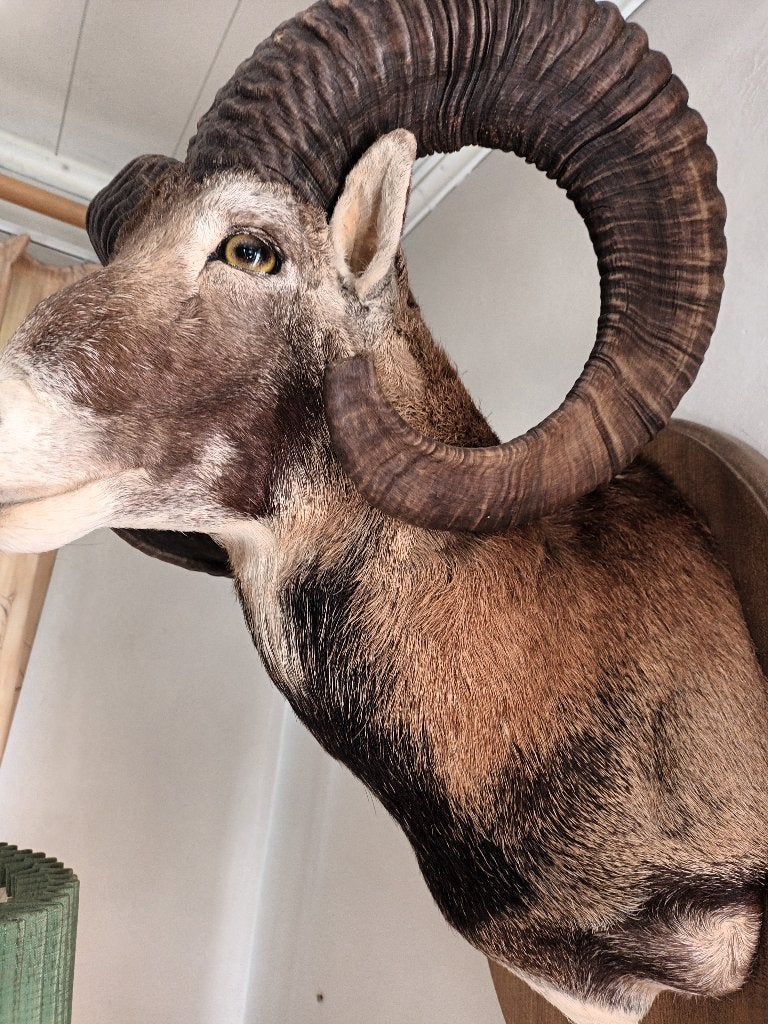 Opgezette moeflon , mooi stuk., Ophalen, Zo goed als nieuw, Opgezet dier
