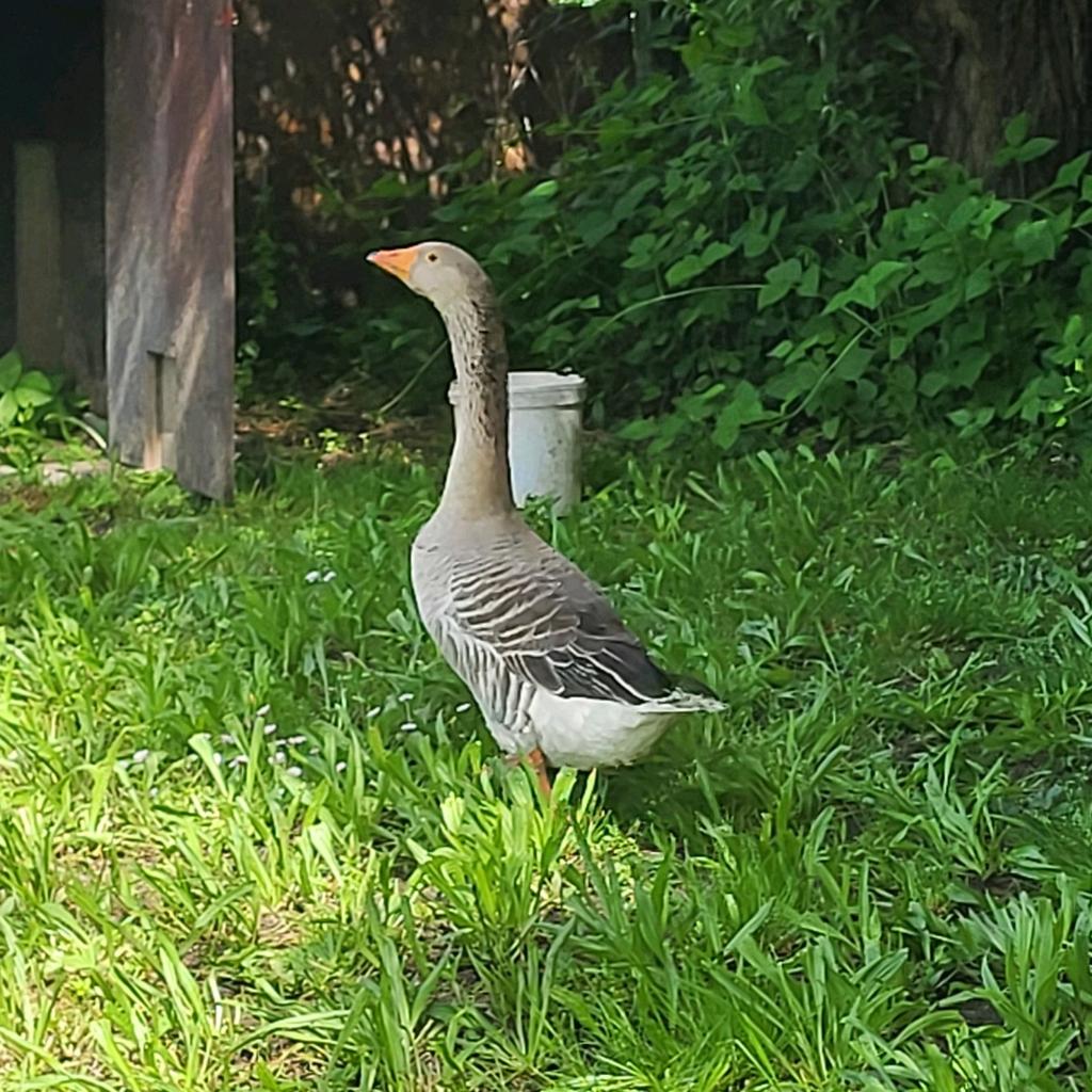 Gans te koop, Dieren en Toebehoren, Pluimvee