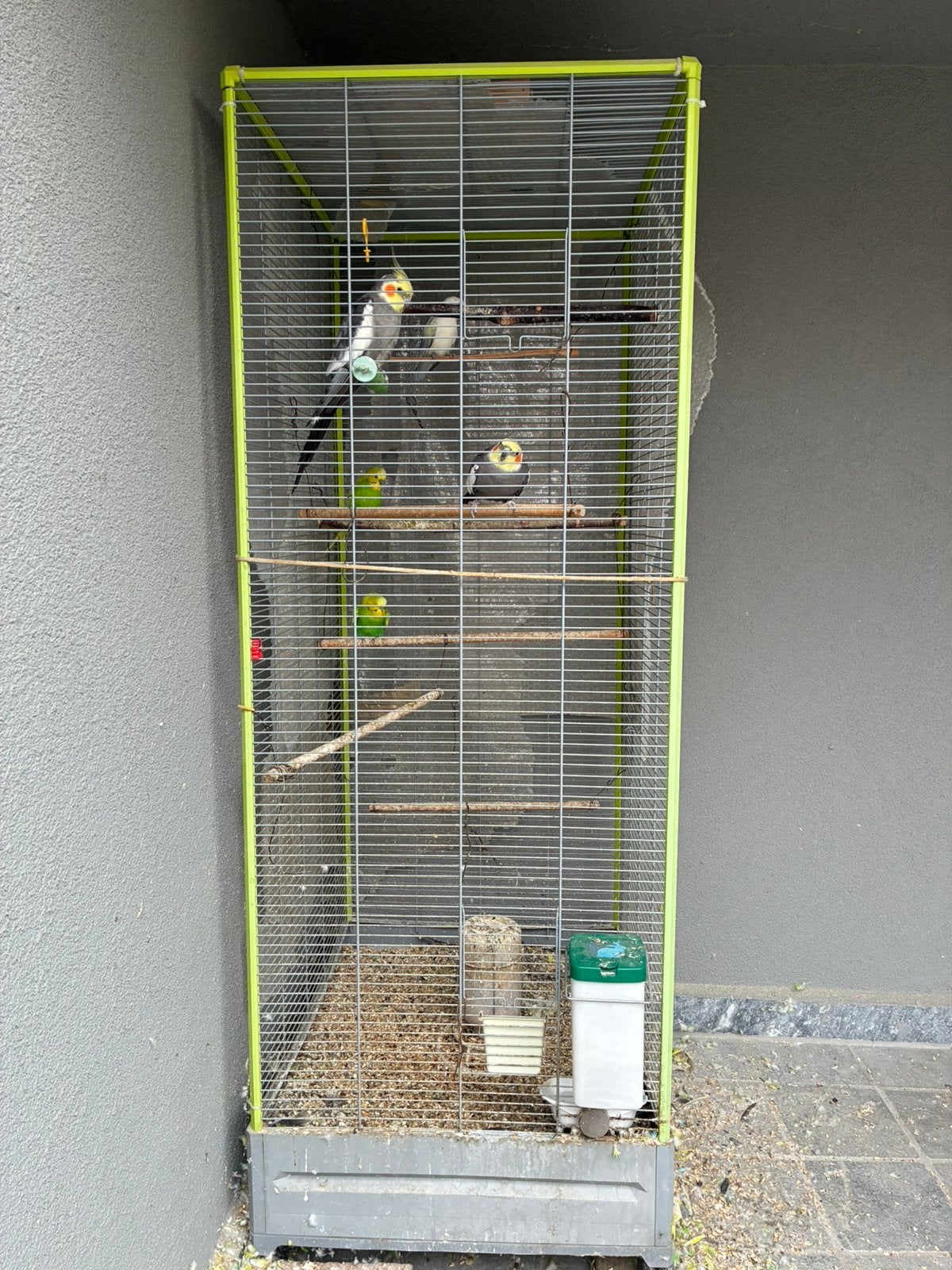 Golvende parkiet, valkparkiet, kooi, volière, Meerdere dieren, Dwergpapegaai of Agapornis, Tam