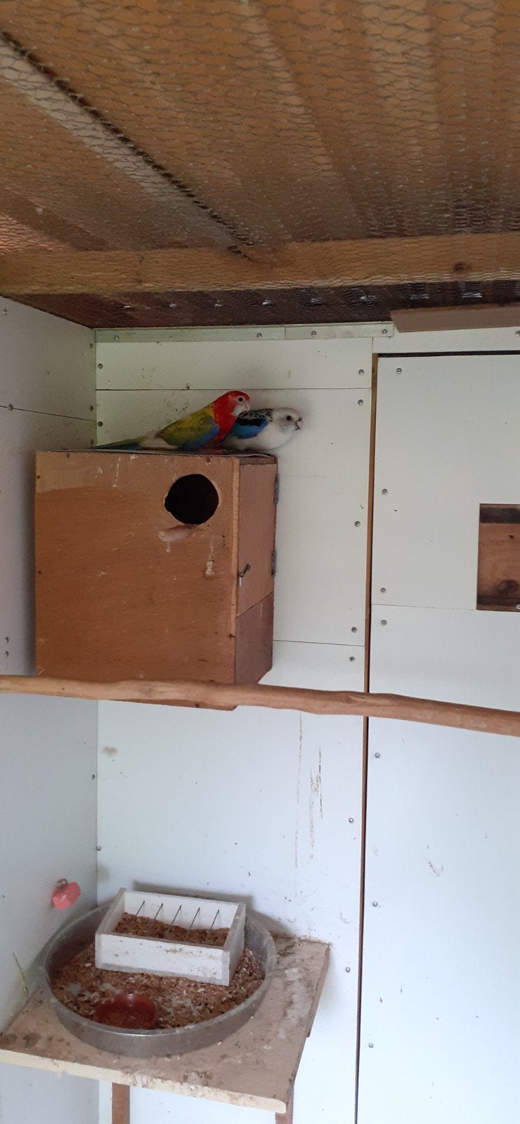 Rossellas, Animaux & Accessoires, Oiseaux | Accessoires, Enlèvement