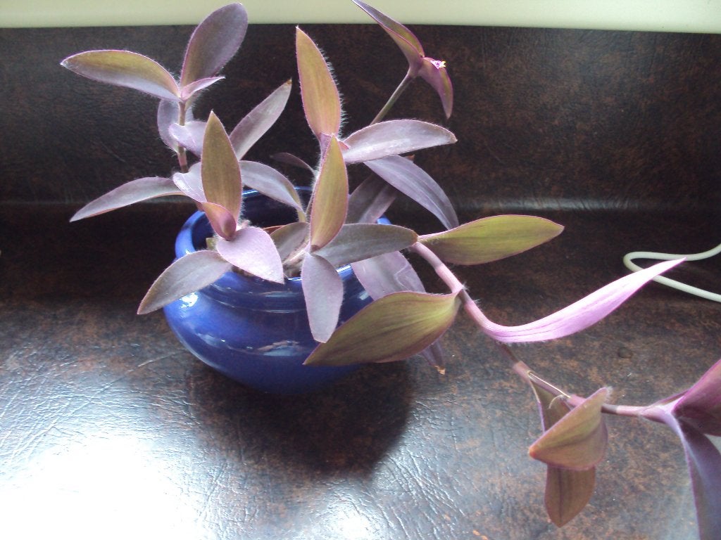 Tradescantia in sierpot, Enlèvement