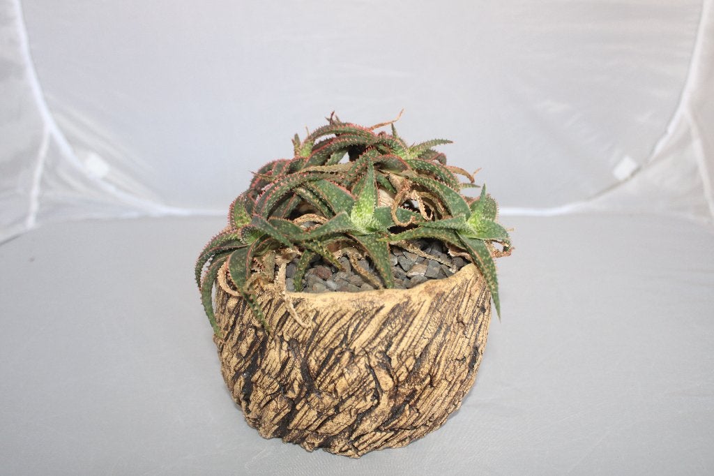 aloe rahui reynolds, Plante succulente, Moins de 100 cm, Plante verte, Plein soleil