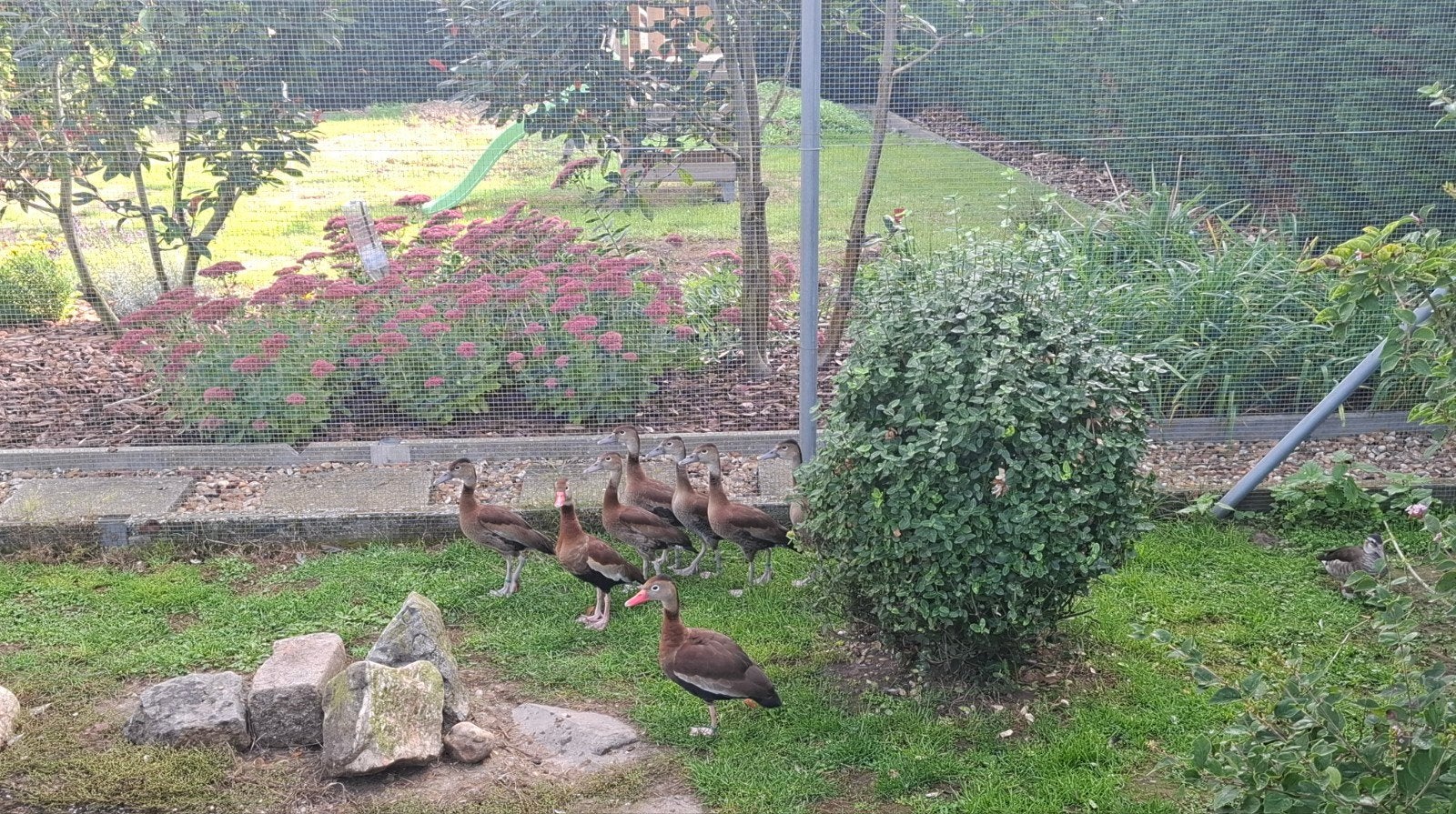 Roodbekfluiteend, Meerdere dieren, Eend