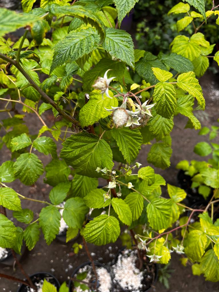 Fruitplanten in pot – aardbei, framboos en braam, Tuin en Terras, Planten | Tuinplanten, Vaste plant, Ophalen of Verzenden, Halfschaduw