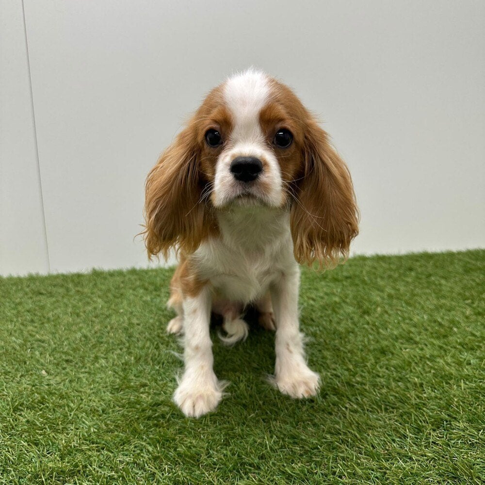 Cavalier King Charles Spaniël Pups, België, 8 tot 15 weken, CDV (hondenziekte), Meerdere