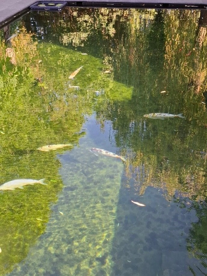 6 blauwe windes zoeken grote vijver, Animaux & Accessoires, Poissons | Poissons d'étang, Autres espèces