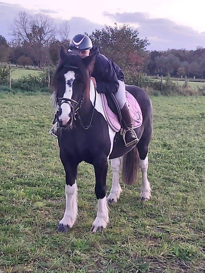 Paard 7  jaar, Minder dan 160 cm, Ruin, Zadelmak, Gechipt