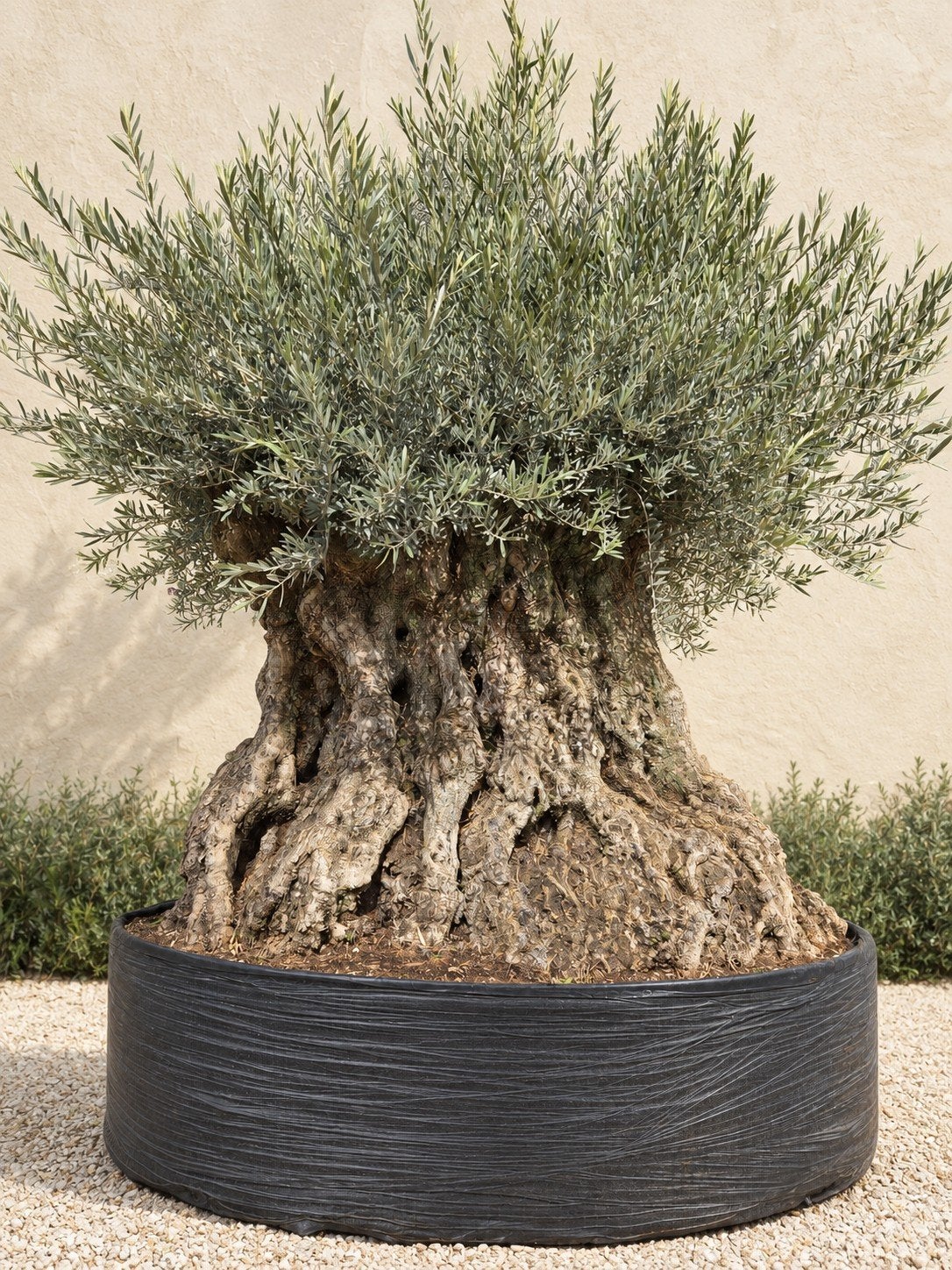 Olijfboom Olea Europaea Bonsai - eyecatcher, Tuin en Terras, Ophalen, Olijfboom