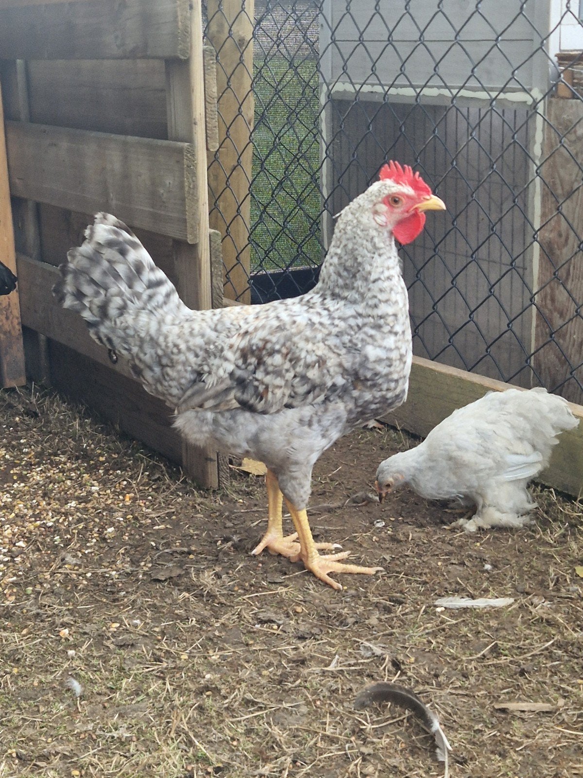 Cream Legbar haan, Dieren en Toebehoren, Pluimvee