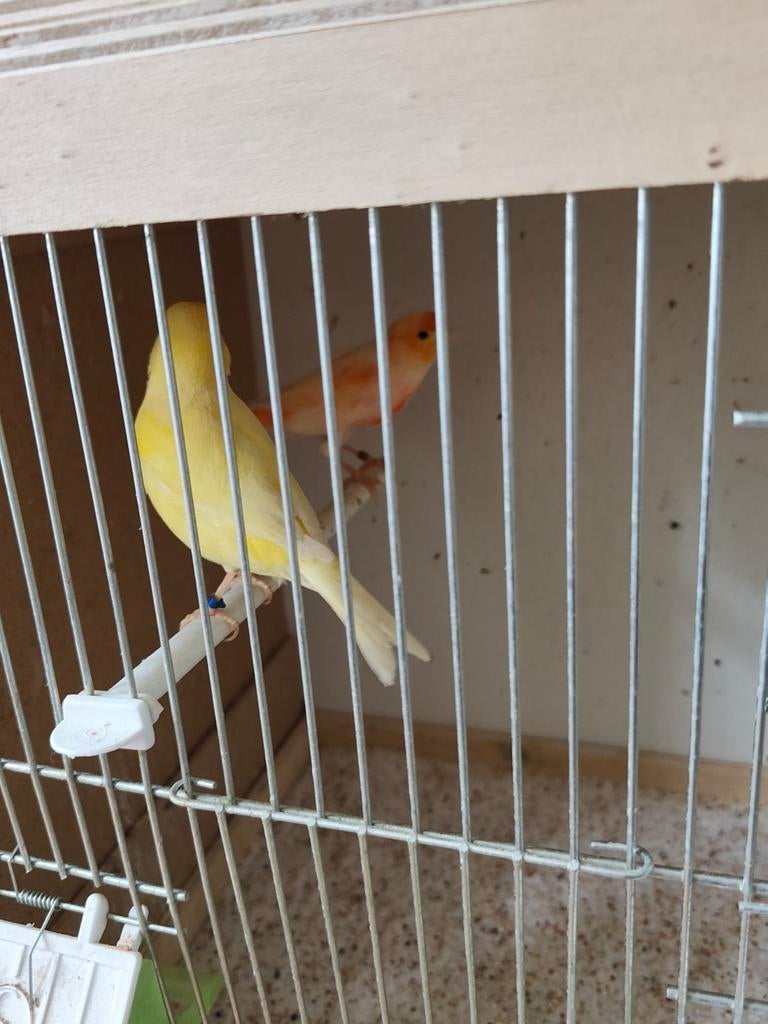 Couple de canaris