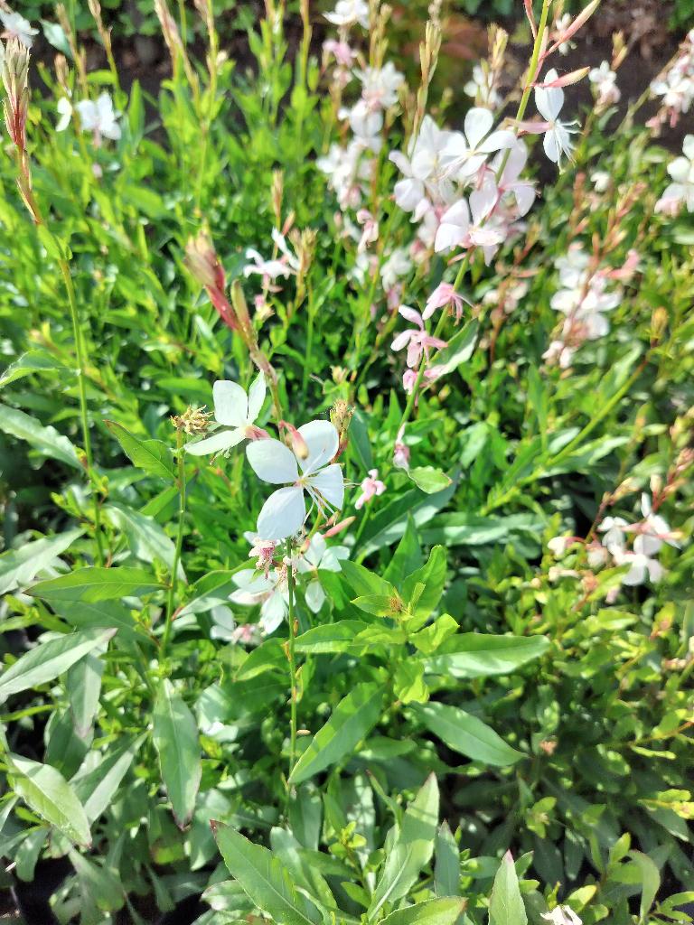 Gaura Lindheimeri 'Novan White' (Prachtkaars), Ophalen, Bodembedekkers, Volle zon, Vaste plant