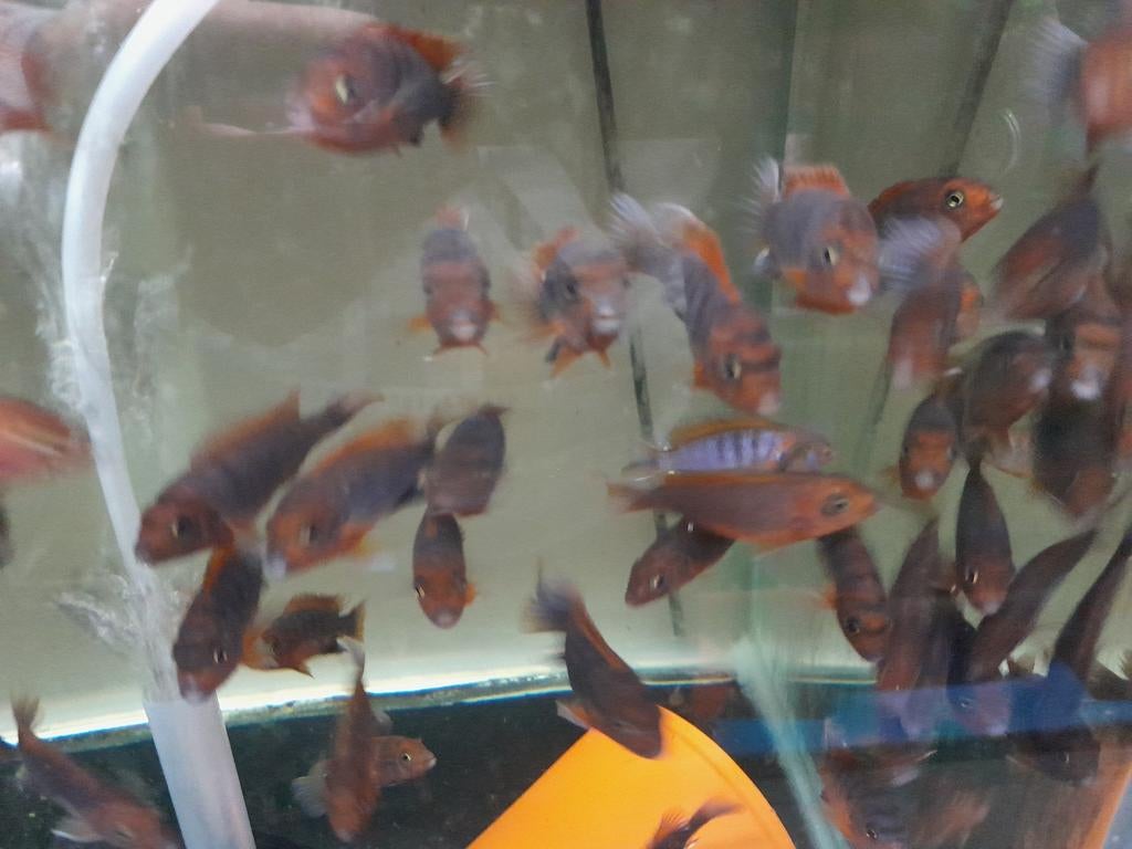 Verschillende malawi cichlides, Vis, Zoetwatervis