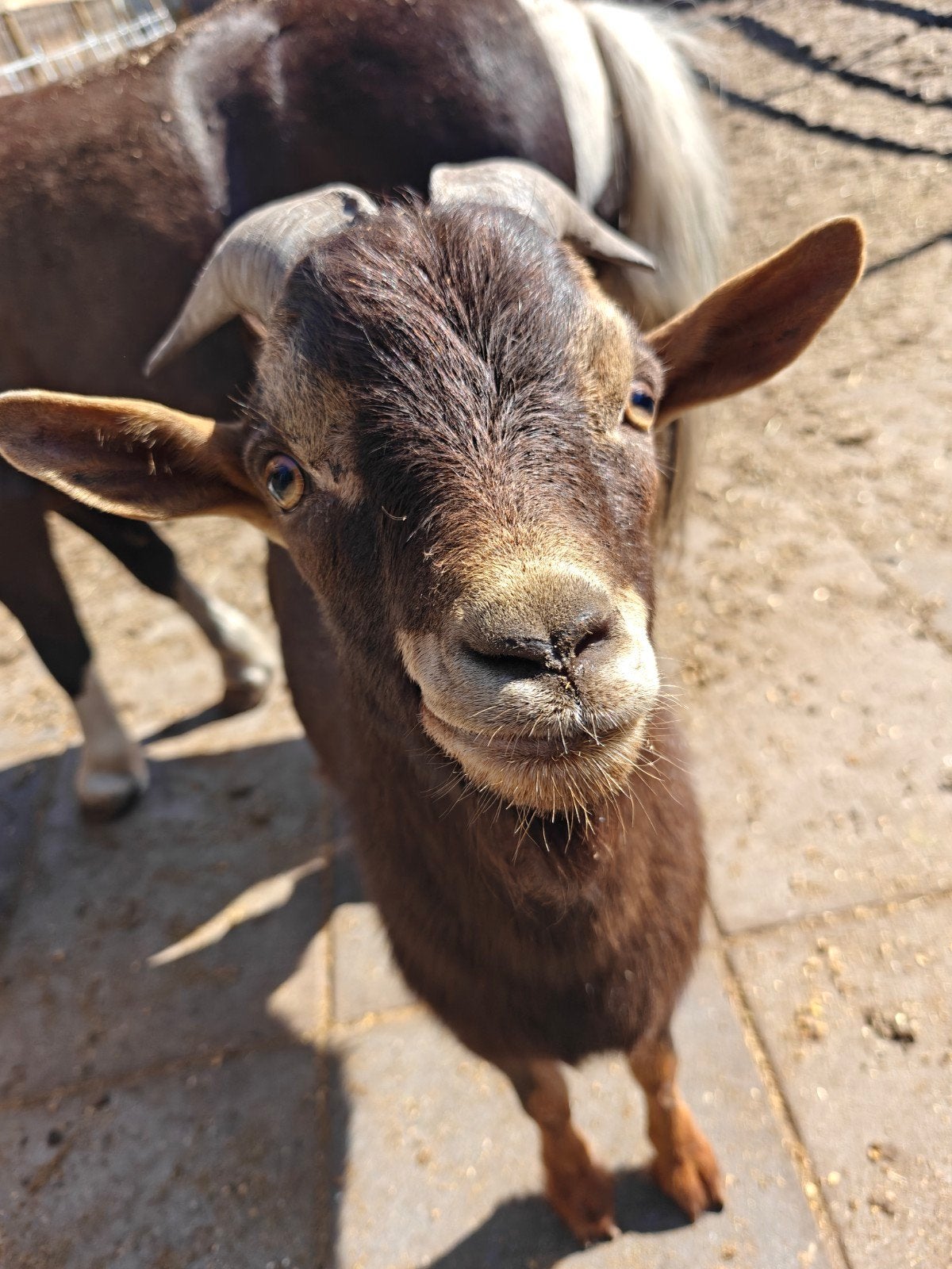 Choco tan geitenbok, Dieren en Toebehoren, Mannelijk, Geit