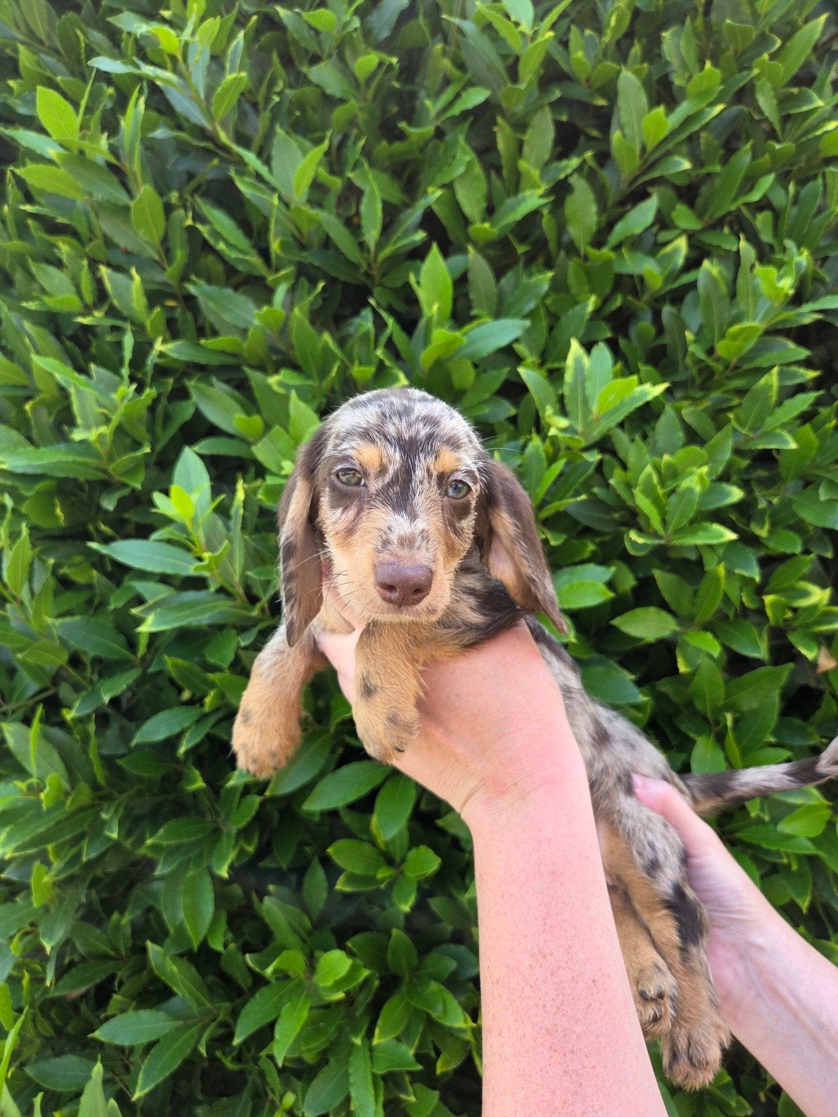 Prachtige dwergteckeltjes 🐾💙🩷, Autres races, 8 à 15 semaines, Plusieurs, Éleveur | Loisir