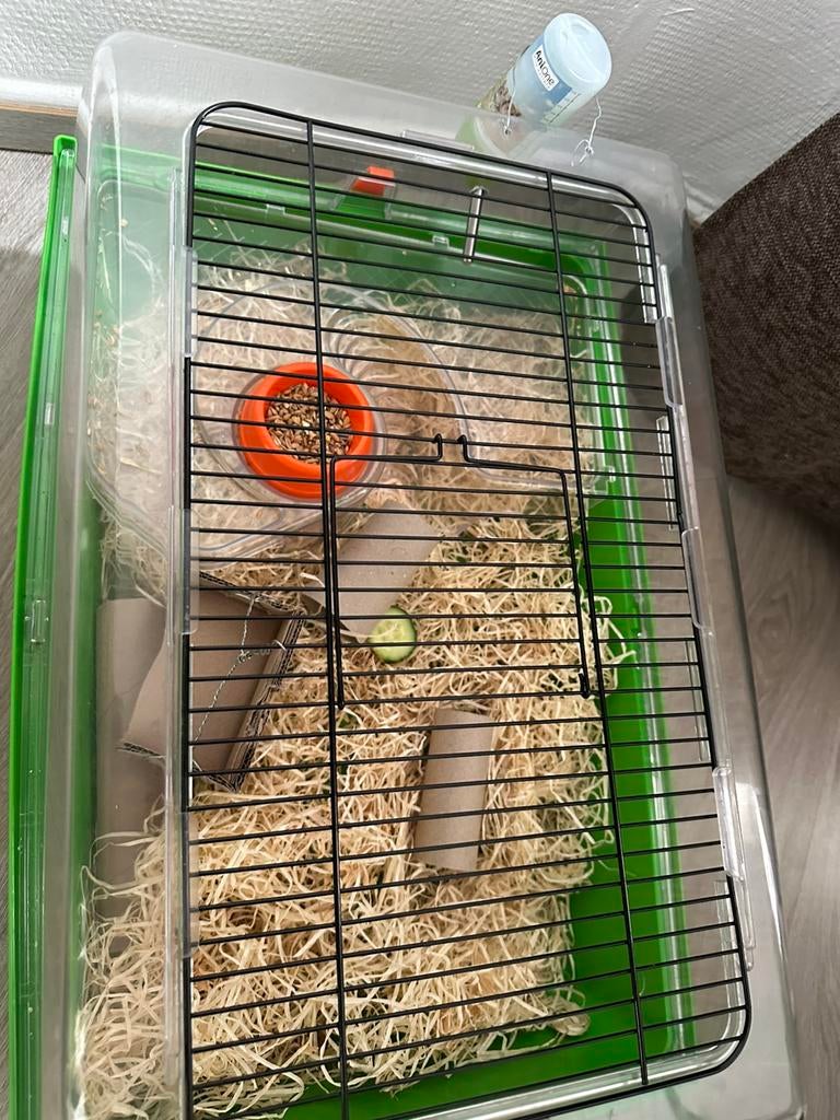Russische dwerghamster 12 weken oud, Kooi, Minder dan 75 cm, Hamster, Ophalen
